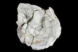 Fossil Titanothere (Megacerops) Vertebrae - South Dakota #73226-2